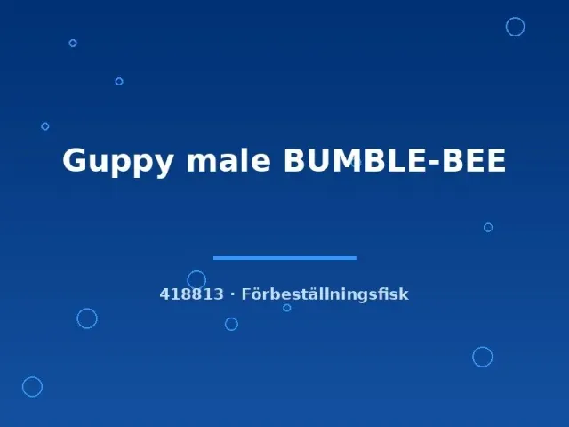 Näsets Ciklidhobby Guppy Bumble-Bee guppyhane lg gulsvart