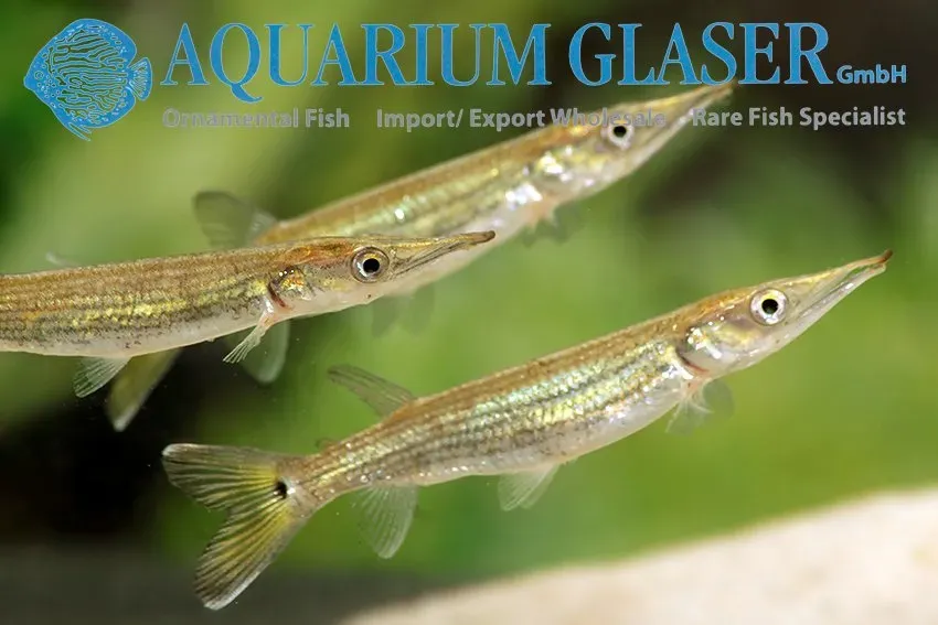 Näsets Ciklidhobby Ctenolucius hujeta rovfisk 9–12 cm