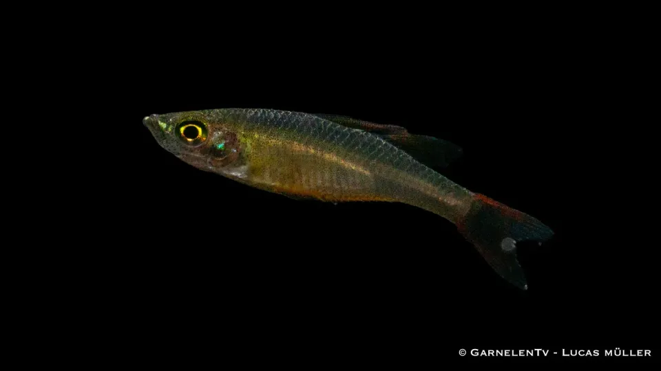 Filigranregnbågsfisk Iriatherina werneri stimfisk 3-4 cm