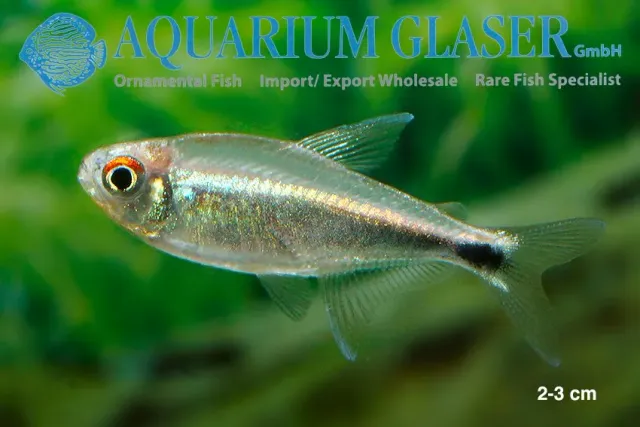 Näsets Ciklidhobby Hemigrammus hyanuary akvariefisk lg stim
