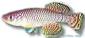 Nothobranchius korthausae akvariefisk 2,5–3,5 cm årsfisk