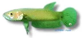 Näsets Ciklidhobby Betta unimaculata Howong akvariefisk 4-6 cm