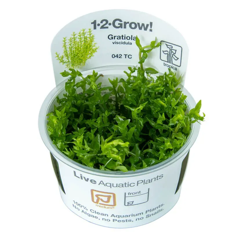 Akvarievalvet Gratiola viscidula akvarieväxt mellangrund