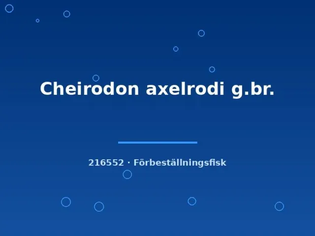 Näsets Ciklidhobby Cheirodon axelrodi akvariefisk md stimfisk