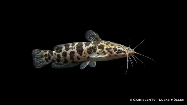 Garnelen TV Froschwels Gescheckt XL Clarias batrachus mal