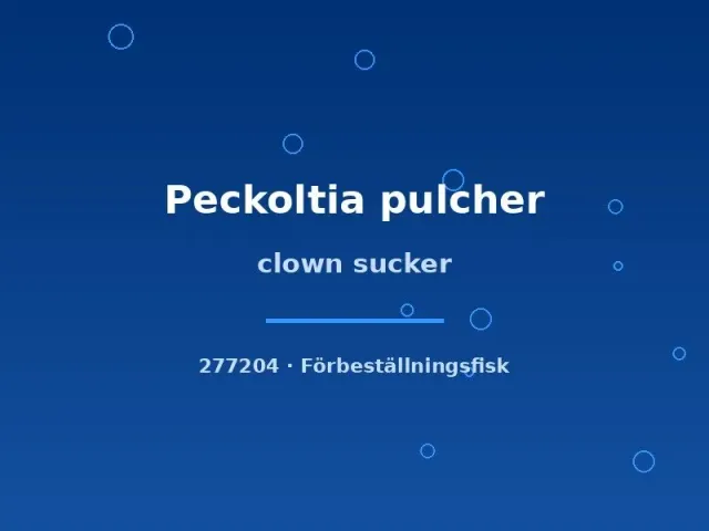 Peckoltia pulcher Clown sucker 5–6 cm mal lugn algrensare