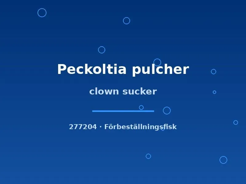Peckoltia pulcher Clown sucker 5–6 cm mal lugn algrensare