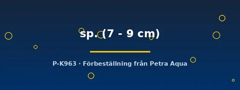 Näsets Ciklidhobby Panaquolus L306 mal 7–9 cm vedätare