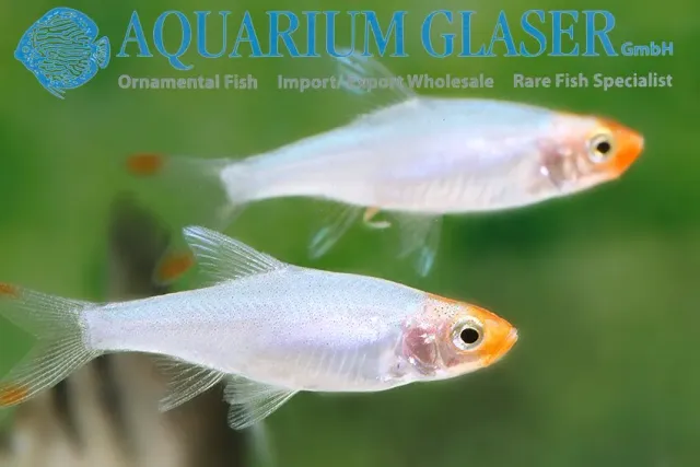 Näsets Ciklidhobby Sawbwa resplendens stimfisk 2 cm