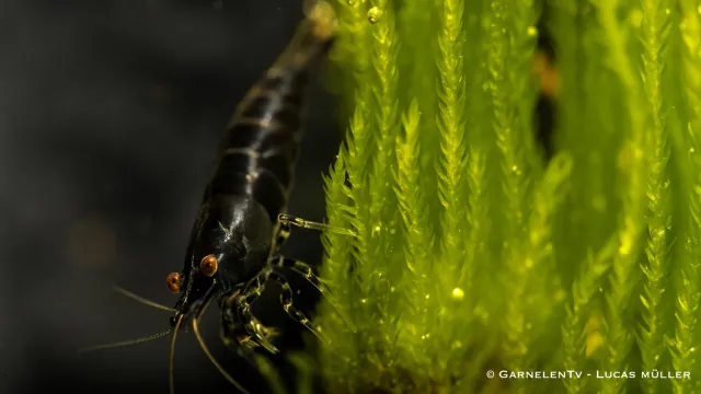 Garnelen TV Black Sakura räka Neocaridina davidi djupsvart