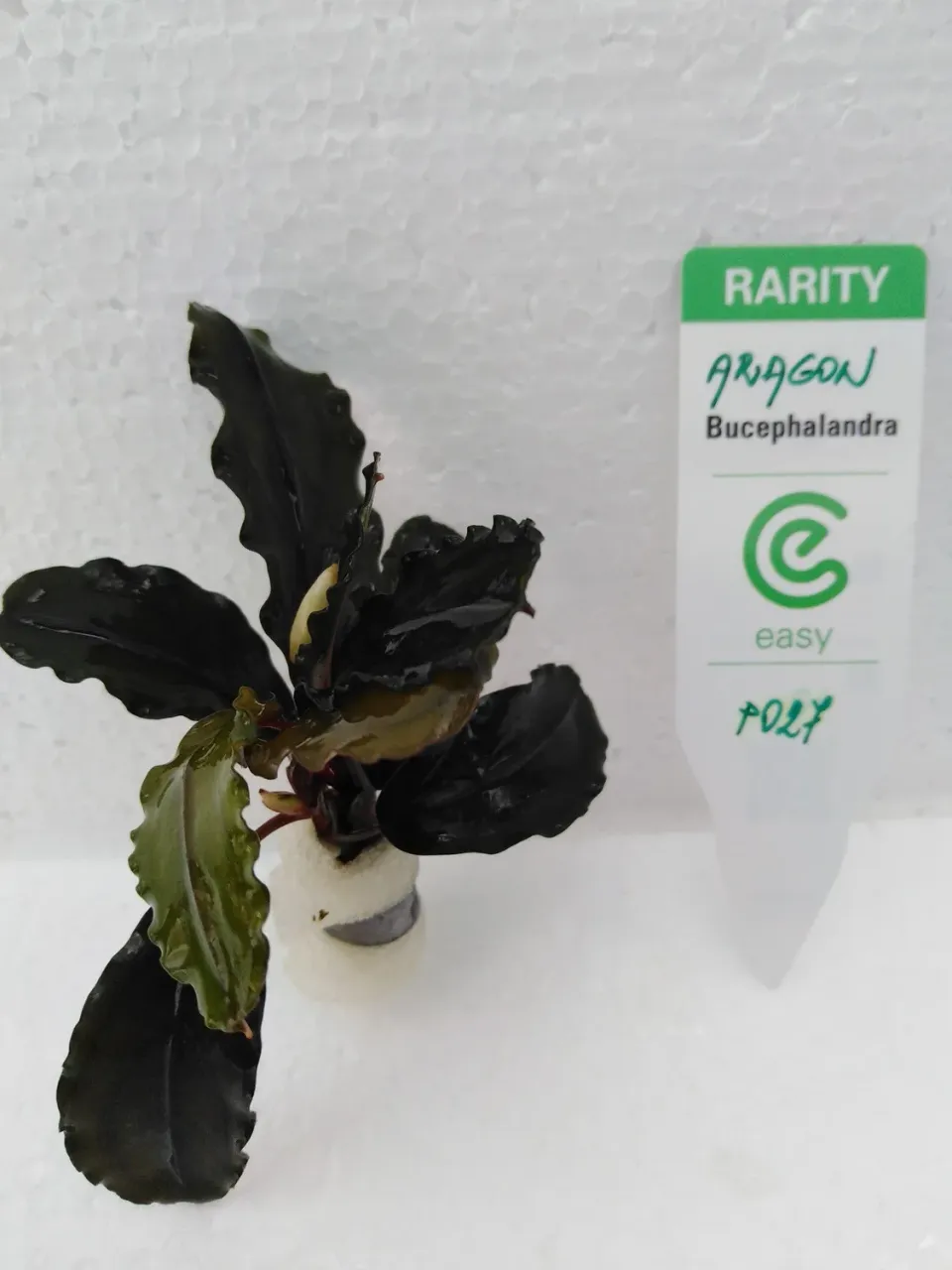 Näsets Ciklidhobby Bucephalandra aragon akvarieväxt Easy8