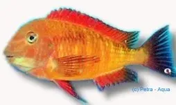 Näsets Ciklidhobby Tropheus brichardi namansi gold ciklid 3–4 cm