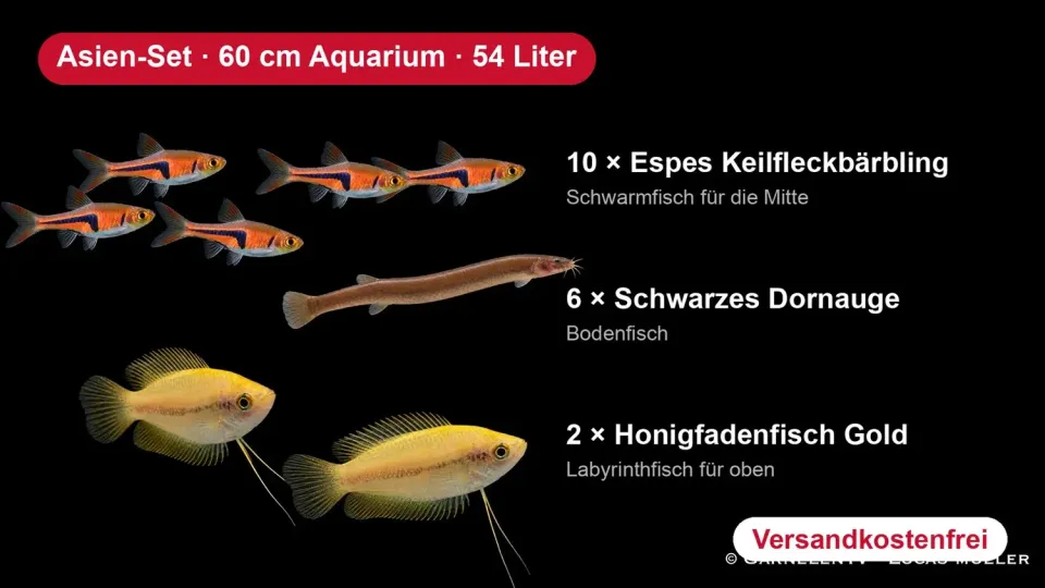 Garnelen TV Asien-Set 60 cm akvariefisk 18 fiskar