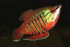 Näsets Ciklidhobby Vaillants chocolate gurami akvariefisk 2–3,5 cm