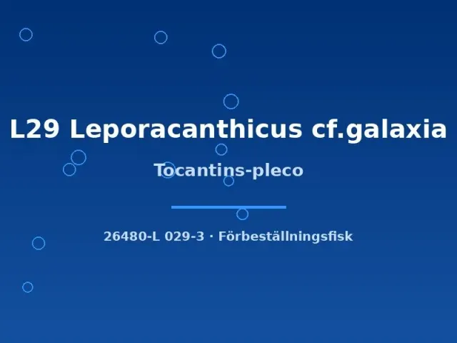 Näsets Ciklidhobby Tocantins-pleco L29 mal 8–10 cm prickig
