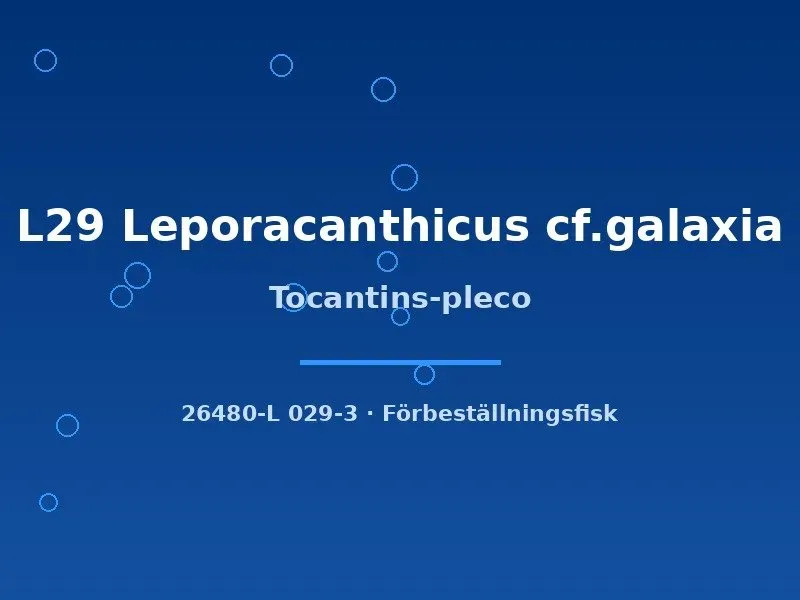 Näsets Ciklidhobby Tocantins-pleco L29 mal 8–10 cm prickig
