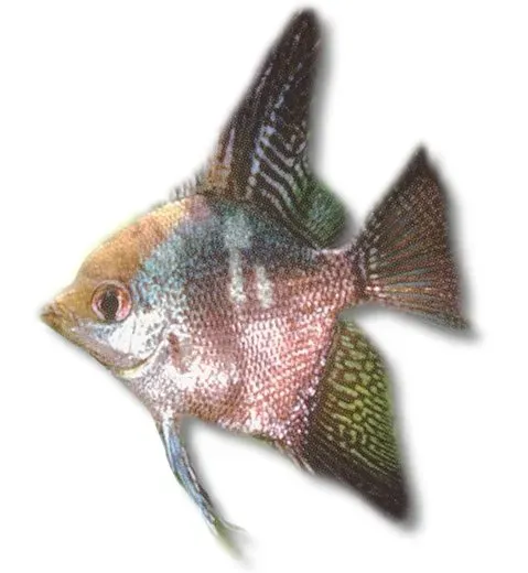 Näsets Ciklidhobby Green Angelfish skalar 5–5,5 cm grön
