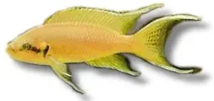 Näsets Ciklidhobby Lamprologus brichardi ciklid 7–9 cm