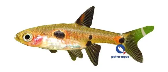 Näsets Ciklidhobby Rasbora maculata dvärgrasbora 1–2 cm