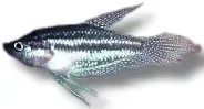 Petra-Aqua Trichopsis Schalleri gurami 3,5–4 cm tre-randig