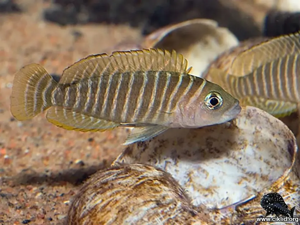 Näsets Ciklidhobby Similis snäckciklid 2,5–3 cm Tanganyika