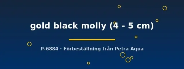 Näsets Ciklidhobby Poecilia latipinna gold black molly 4-5 cm