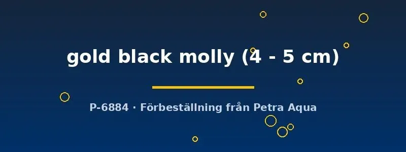 Näsets Ciklidhobby Poecilia latipinna gold black molly 4-5 cm