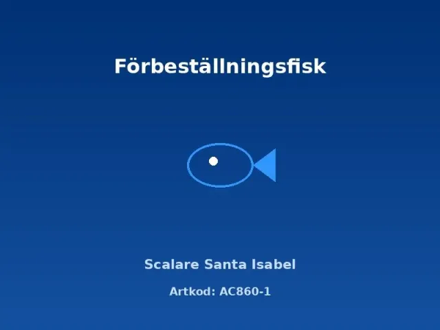 Näsets Ciklidhobby Scalare Santa Isabel 3–3,5 cm akvariefisk vild