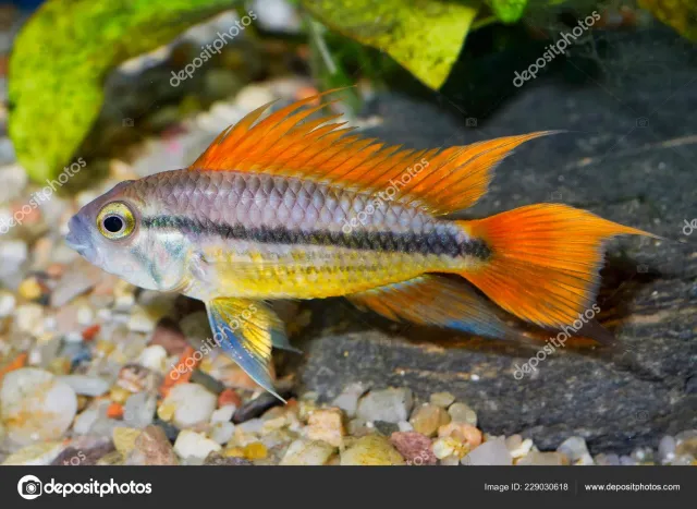 Näsets Ciklidhobby Kakaduciklid Orange akvariefisk 4-4,5 cm