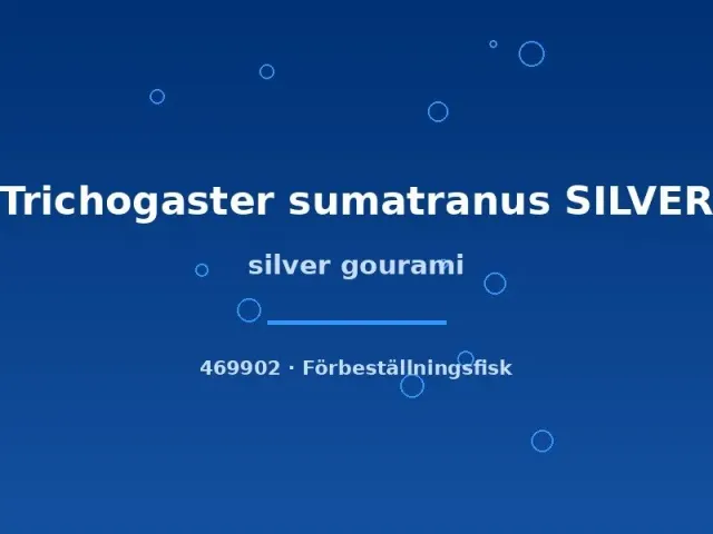 Näsets Ciklidhobby Trichogaster sumatranus akvariefisk silver 3–5 cm