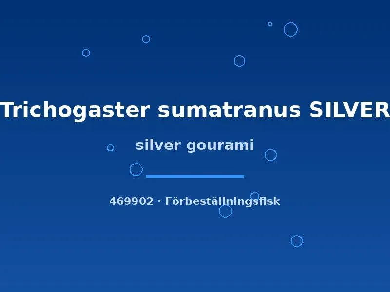 Näsets Ciklidhobby Trichogaster sumatranus akvariefisk silver 3–5 cm