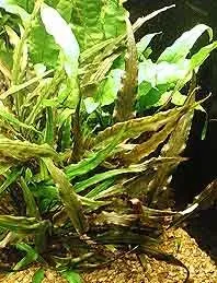 Cryptocoryne becketii akvarieväxt i kruka