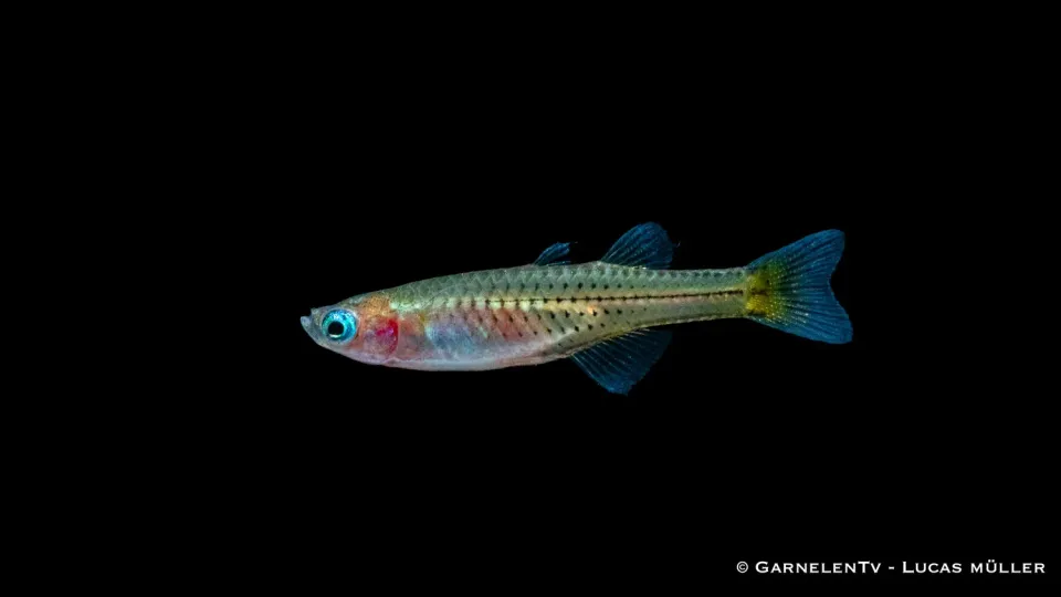 Garnelen TV Pseudomugil gertrudae stimfisk fläckigt blåöga