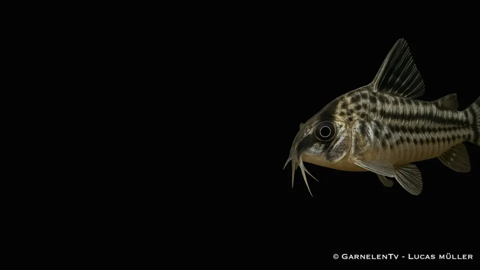 Garnelen TV CW28 pansarmal super Corydoras schwartzii