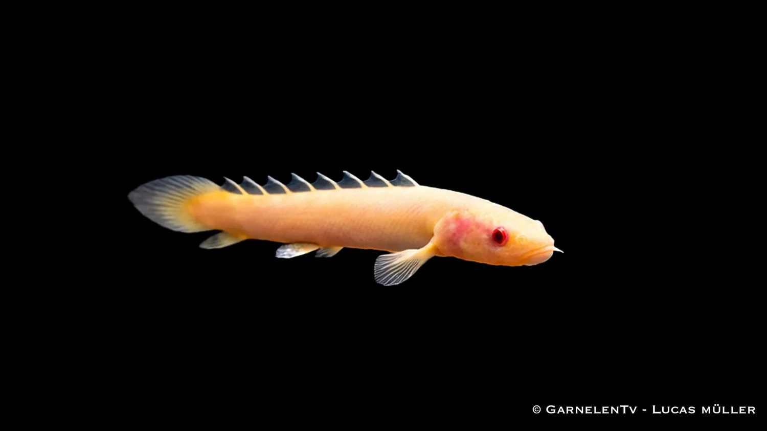 Garnelen TV Senegal fengädda albino akvariefisk