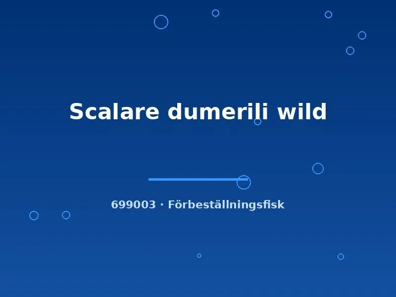 Näsets Ciklidhobby Scalare dumerili wild md-lg akvariefisk