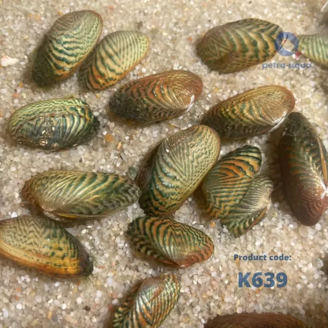 Näsets Ciklidhobby Scabies crispata mussla 4–5 cm