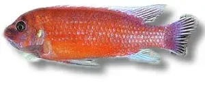 Labeotropheus trewavasae red ciklid 4-5 cm