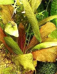 Echinodorus Krapeatnyj svärdsplanta pot bakgrundsväxt