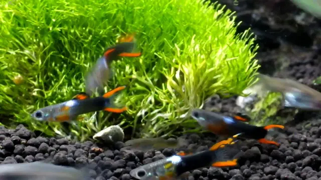 Näsets Ciklidhobby Endlers Svart Eld guppy 2–2,5 cm