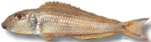 Näsets Ciklidhobby Xenotilapia ochrogenys ndole ciklid 4–5 cm