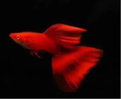 Näsets Guppy Full Röd Albino akvariefisk 3–3,5 cm par