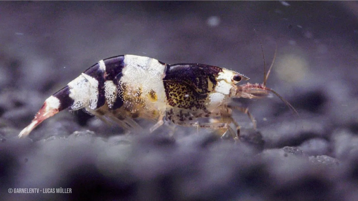 Garnelen TV Black Bee akvarieräka Caridina svartvit