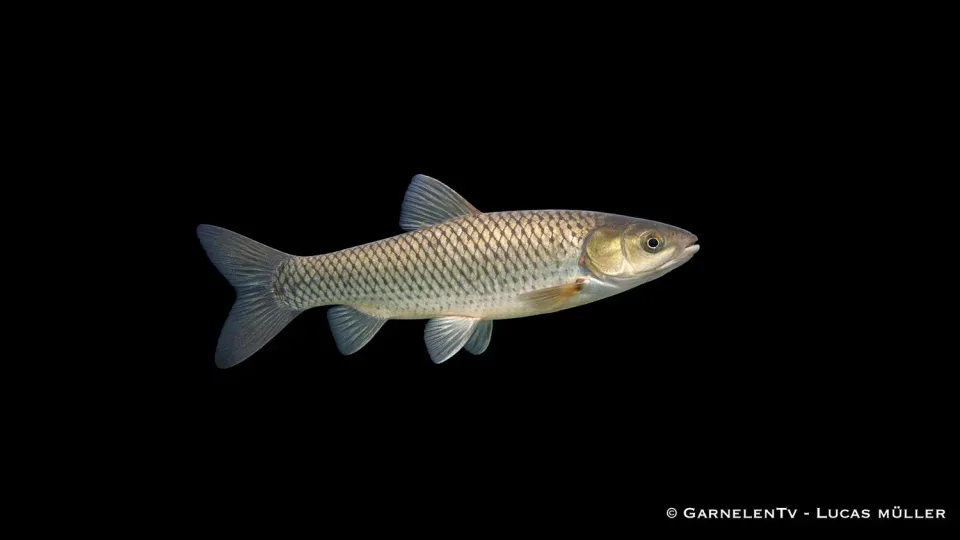Garnelen TV Graskarpfen dammfisk 10–12 cm algätare