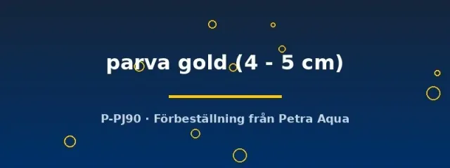 Näsets Ciklidhobby Rineloricaria parva gold mal 4–5 cm