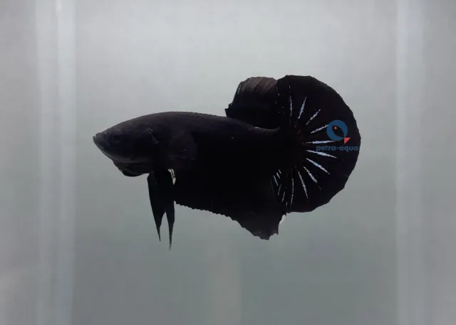 Näsets Ciklidhobby Betta spl. plakat black kampfisk hane XL