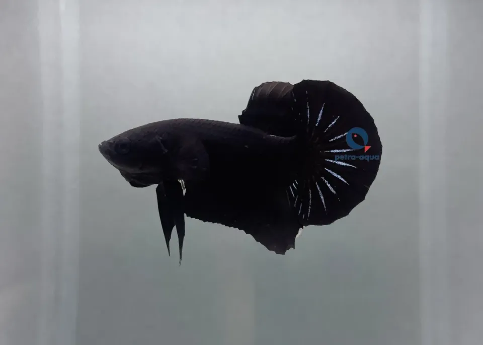 Näsets Ciklidhobby Betta spl. plakat black kampfisk hane XL