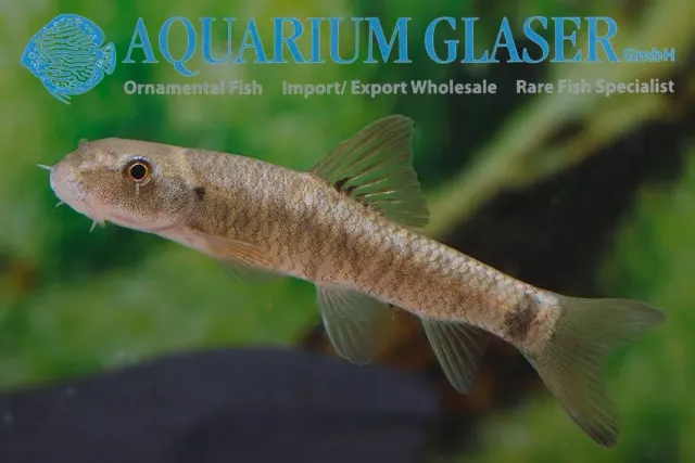 Garra rufa doktorfisk akvariefisk 4–6 cm bred