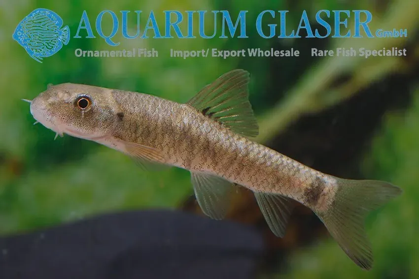 Garra rufa doktorfisk akvariefisk 4–6 cm bred