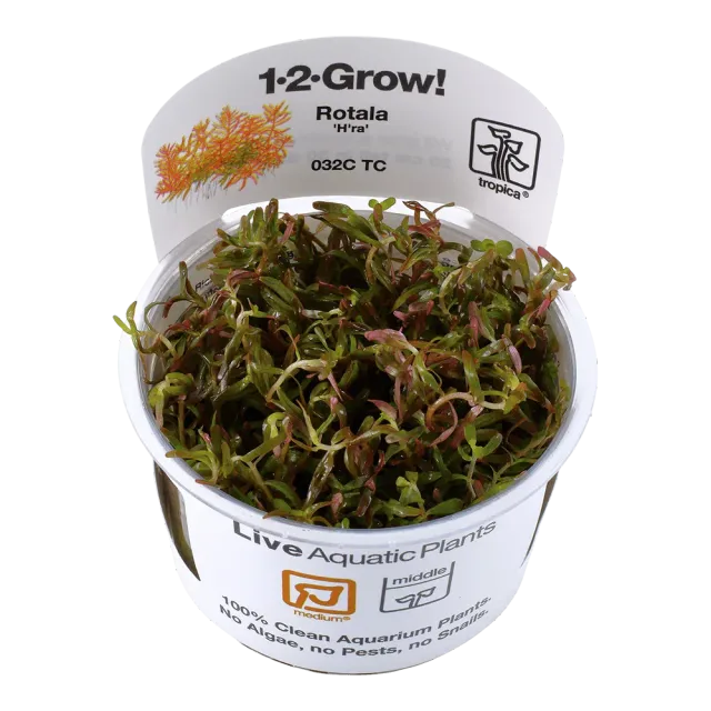 Akvarievalvet Rotala rotundifolia H'ra akvarieväxt